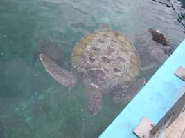 Meeresschildkröten in der Ferme Corail (Kelonia) an der Pointe de Châteaux