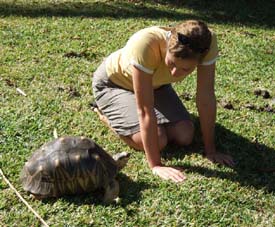 Tortue de la Réunion